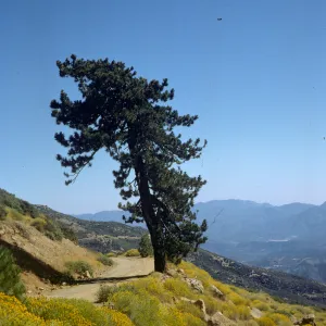 Pinus jeffreyi, Reyes Peak