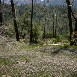 Pinus coulteri