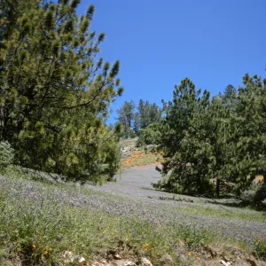 Pinus coulteri