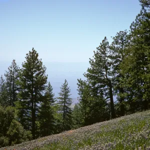 Pinus coulteri
