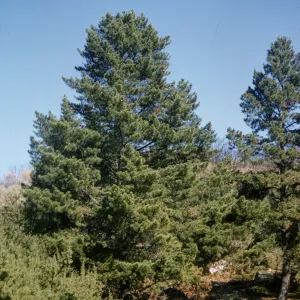 Pinus radiata