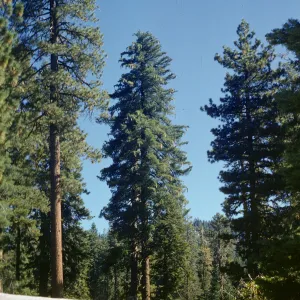 Pinus lambertiana (Sugar Pine)