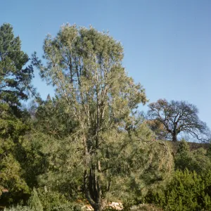 Pinus sabiniana