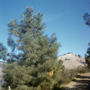 Pinus sabiniana, Figueroa
