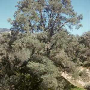 Pinus monophylla, Sespe