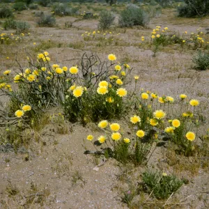 Malacothrix, Mojave