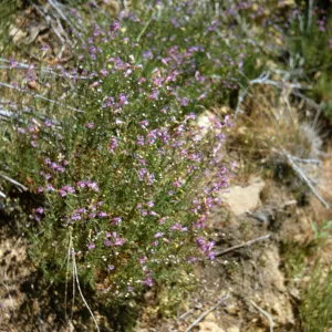 Penstemon, Sespe