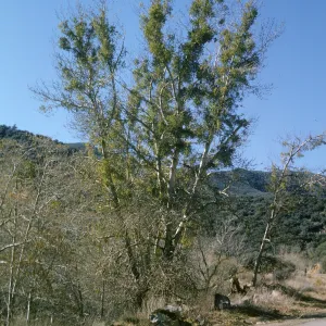 Sycamoe with mistletoe, Sespe