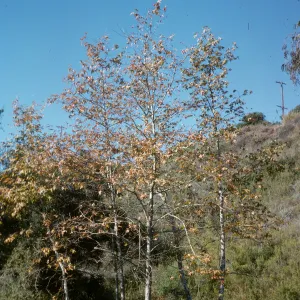 Platanus racemosa