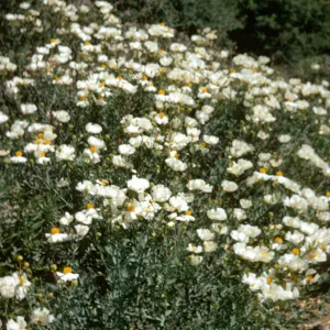 Romneya coulteri, Sespe