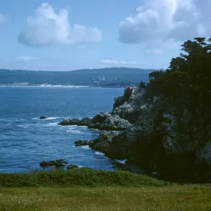 Monterey Pine