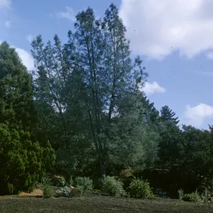 Pinus sabiniana at SBBG