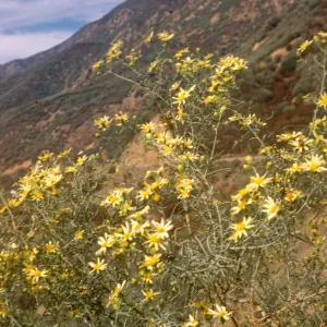 Senecio douglasii