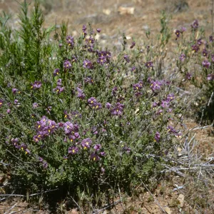 Solanum, Sespe