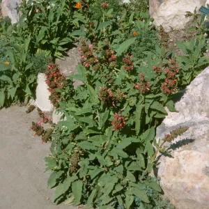 Salvia spathacea (California Humminbird Sage)