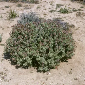 Salvia (sage), Mojave