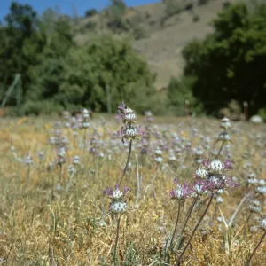 Salvia carduacea (Thistle Sage)