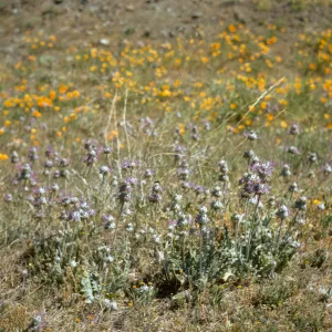 Salvia carduacea (Thistle Sage)