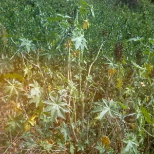 Ricinus communis (Castor bean) near Mission Santa Barbara