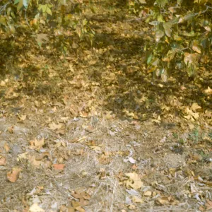 Platanus racemosa, leaf litter