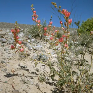 Apricot Mallow, Mojave