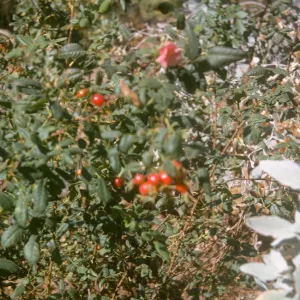Rosa californica in fruit
