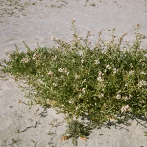 Cakile maritima