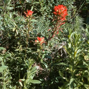 Castilleja, Morro Bay