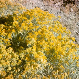 Chrysothamnus puberulus (Rabbit Bush)