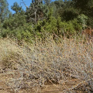 Eriogonum elongatum