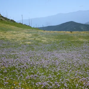 Salvia carduacea, Thistle Sage