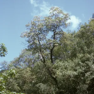 Arbutus menziesii, Jolon Road south of Lucia, Monterey County