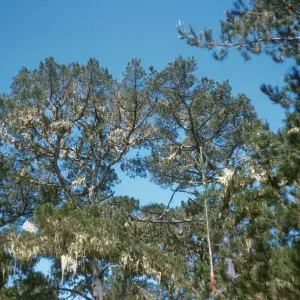 Pinus radiata, Monterey Pines