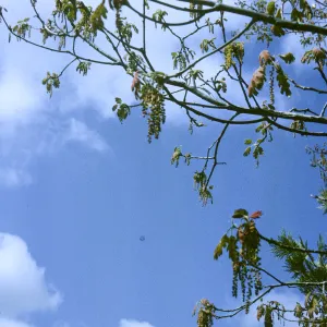 Q. kelloggii