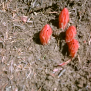 Sarcodes sanguina, Snowdrops