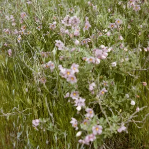 Solanum douglasii