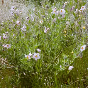 Solanum douglasii