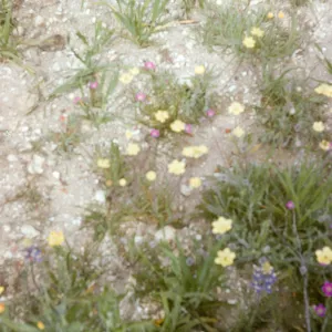 Platystemon calif., Cream Cups