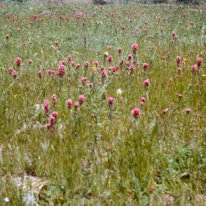 Orthocarpus purpurascens, Springville, Tulare County