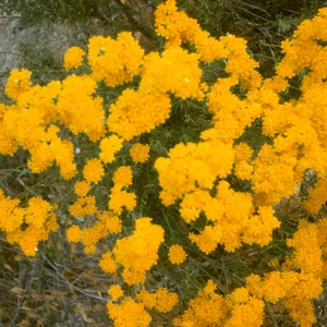 Eriophyllum confertiflorum