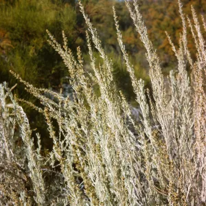 Artemesia tridentata
