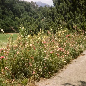 Clarkia bed with Oe. Hookeri, Meadow border