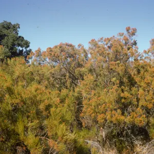 Adenostema fasciculata, Chemise