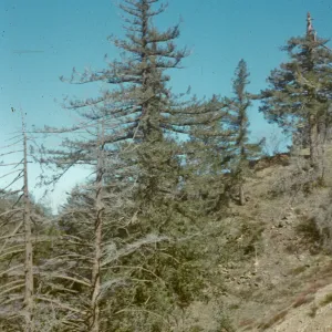 Pseudotsuga macrocarpa, S.B. City Creek