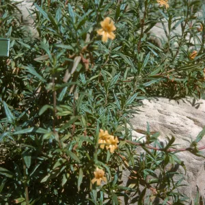 Mimulus longiflorus
