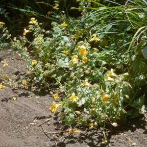 Mimulus guttatus