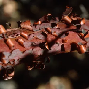 Arctostapyhlos obispoensis bark