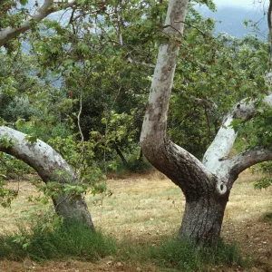 Platanus racemosa