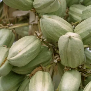 Yucca brevifolia