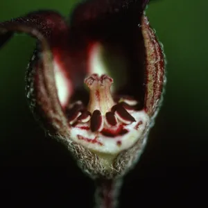 Asarum caudatum